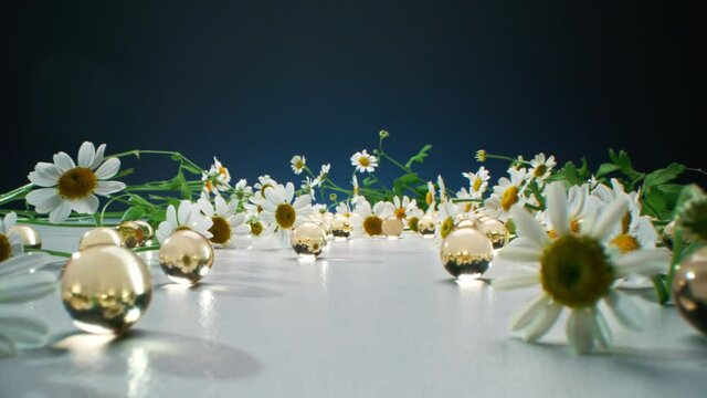 Dollying-out macro shot of garden daises lying on white surface among wet golden hydrogel balls at blue background