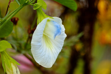 White color Asian pigeonwings or Clitoria ternatea flower, herbal plant