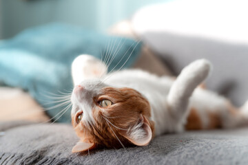 Gato blanco y marron con ojos amarillos acostado sobre su espalda