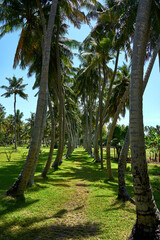 palm street in paradise