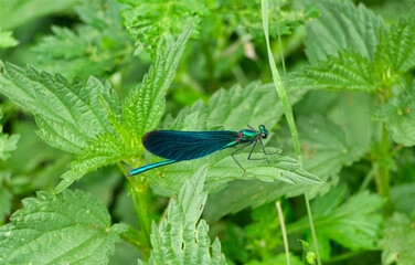 A dragonfly sits on a plant at summer into nature in jena