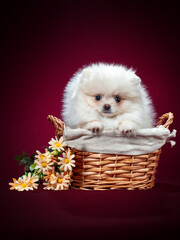 Pomeranian spitz Dog on Isolated red Background in studio