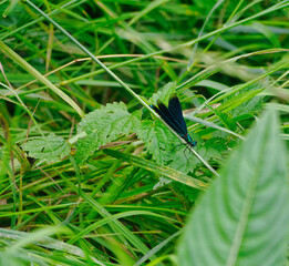 A dragonfly sits on a plant at summer into nature in jena
