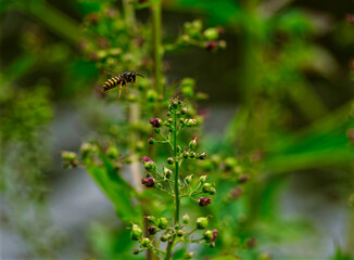 A wasp in flight between plants at summer in jena