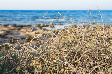 Dry bush in Ayia Napa coast in Cyprus
