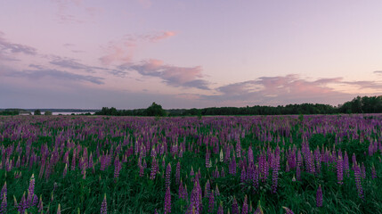 Summer field of lupin flowers at sunrise.  Summer warm moody background. Purple, pink and green, setting sun, tranquility, joy, meditation 
