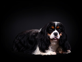 Portrait of Cavalier King Charles Spaniel Dog on Isolated Black Background