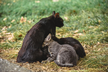 Mother cat feeds her kittens milk in nature