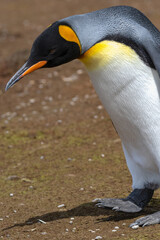 King Penguin, Volunteer Point, Falkland Islands