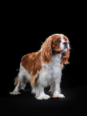 Portrait of Cavalier King Charles Spaniel Dog on Isolated Black Background