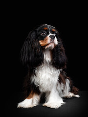 Portrait of Cavalier King Charles Spaniel Dog on Isolated Black Background