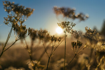 Green grass and flowers  under water dew drops sunny day light close-up. Sunrise summer meadow, tranquility and meditation 
