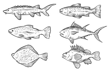 Set of sea fishes, hand drawn vector