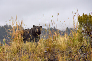 Grizzly Bear Looking Through the Grass at Yellowstone National Park.