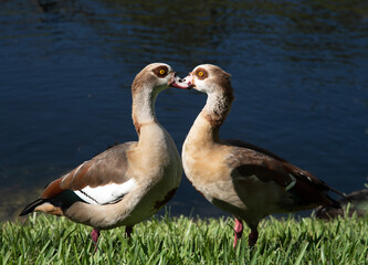 Naklejka na ściany i meble Two Egyptian geese who mate for life are forming a heart as they face each other on green grass against dark water.