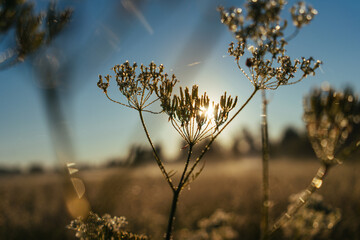 Green grass and flowers  under water dew drops sunny day light close-up. Sunrise summer meadow, tranquility and meditation 
