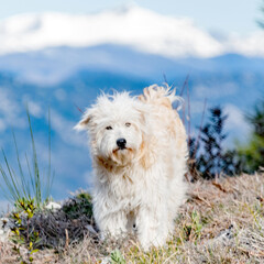 chien dans la montagne