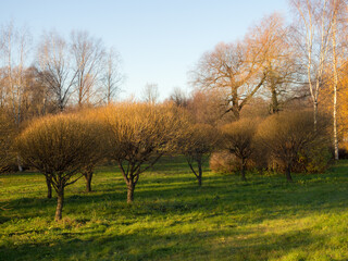 Fototapeta na wymiar trees in a sunny autumn park