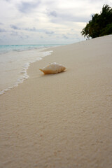 stranded seashell on white beach with blue sky   