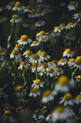 flowers in the garden