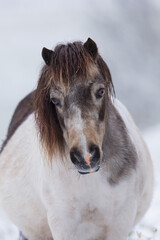 Horse head of cute Shetland pony on winter background. Portrait close up of white with spots mare pony