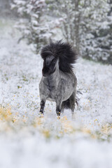Shetland stallion running on the snow in wintertime. Beautiful grey stallion galloping in the field outdoor