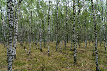  Birch forest