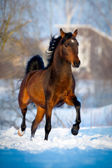 Arabian stallion running on the snow in wintertime. Beautiful bay stallion trotting in the field outdoor