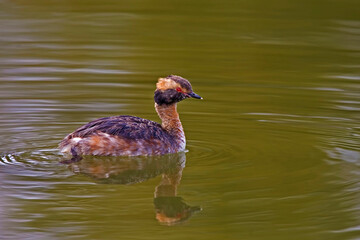 Horned Grebe, Podiceps auritus, swimming