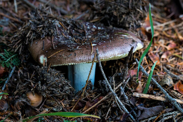 Forest mushrooms in nature, shot close-up macro photography.
