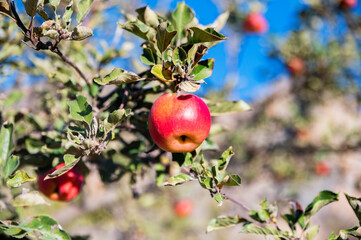 Close up of red appl on the tree in autumn