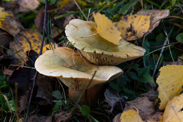 Forest mushrooms in nature, shot close-up macro photography.
