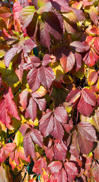 very beautiful multi-colored autumn leaves of wild wine, different shades of red, on a bright sunny day