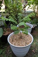Growing averrhoa bilimbi or belimbing wuluh in the garden.