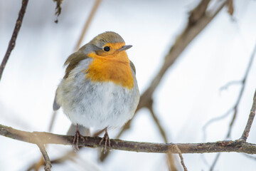 Rotkehlchen (Erithacus rubecula)