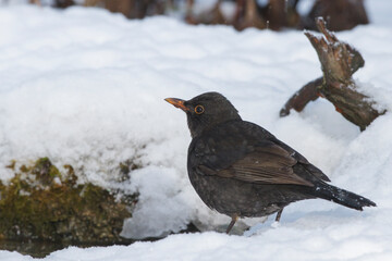 Amsel (Turdus merula) Männchen