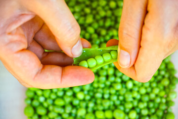 Person hands open green pea pod against green peas background.