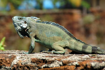 Amérique du sud, Guyane,  l'iguane est une grande espèce de lézard arboricole et herbivore, l'adulte peut mesurer 1.5 mètre de long de la tête à la queue.