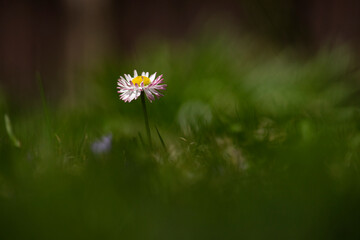 lonely daisy in green grass