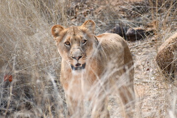 Lioness in grass