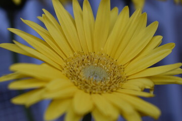 close up of yellow Gerbera