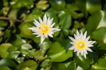 Thailand, Petchaburi, Seerose, Lotos © Christian