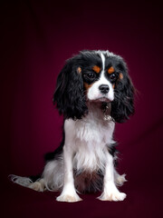Beautiful Dog Cavalier King Charles Spaniel on a red background