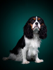Beautiful Dog Cavalier King Charles Spaniel on a green background