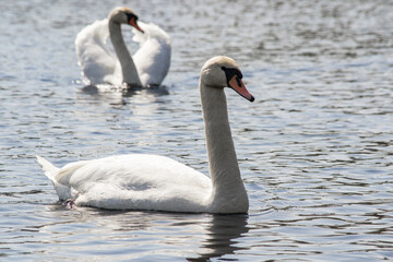 Fototapeta na wymiar two white swans in a lake