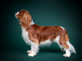 Beautiful Dog Cavalier King Charles Spaniel on a green background - 393889656