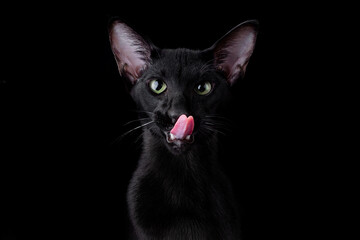 Portrait in center picture black oriental cat isolated over black background. the cat licks its lips and pulls its paw