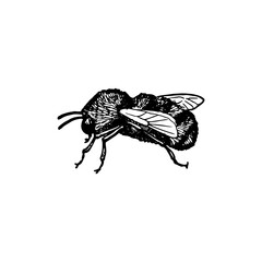vector ink drawing bee