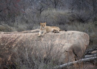 Lioness lying on rock