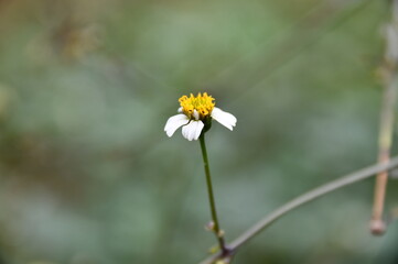 mini flower